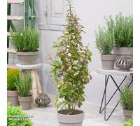 Thompson & Morgan Parrotia Persica Persian Spire 9Cm Pot X 1