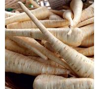 Thompson & Morgan Parsnip Albion 1 Seed Packet (300 Seeds), White