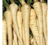 Thompson & Morgan Parsnip Gladiator F1 Hybrid 1 Seed Packet