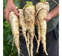 Thompson & Morgan Parsnip Sabre F1 1 Seed Packet