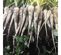 Thompson & Morgan Parsnip Warrior F1 1 Seed Packet, White