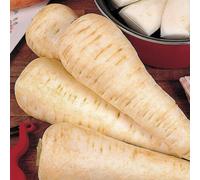 Thompson & Morgan Parsnip White Gem 1 Seed Packet, White