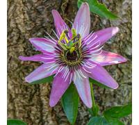 Thompson & Morgan Passiflora (Passion Flower) Vio. Victoria 2 Litre Potted Plant X 1