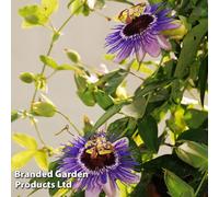 Thompson & Morgan Passiflora Purple Haze 1.7 Litre Potted Plant X 1