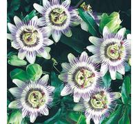 Thompson & Morgan Passion Flower - Passiflora Caerulea - 9Cm Pot X 1
