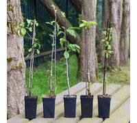 Thompson & Morgan Patio Fruit Tree Collection 9cm Pot x 5