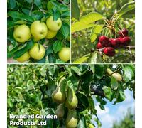 Thompson & Morgan Patio Fruit Tree Collection - Mini Fruit Tree - Cherry-Apple-Pear - Grow Your Own Fruit - 9Cm Potted Plant X 3
