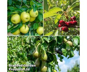 Thompson & Morgan Patio Fruit Tree Collection - Mini Fruit Tree - Cherry-Apple-Pear - Grow Your Own Fruit - 9Cm Potted Plant X 3