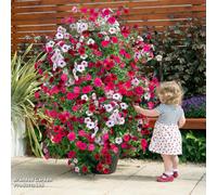 Thompson & Morgan Patio Pot And Growing Frame - Black & Gold Tower Pot™ - 1 Set