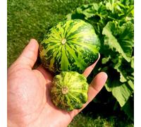 Thompson & Morgan Patty Pan Greendisc F1 Hybrid Squash - Easy To Grow High Yield Pest/disease Resistant Seed Packet
