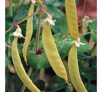 Thompson & Morgan Pea Golden Sweet 1 Seed Packet