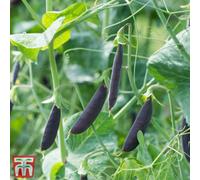 Thompson & Morgan Pea Snap Climbing Purple Magnolia 1 Seed Packet (50 Seeds)