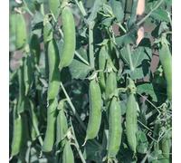 Thompson & Morgan Pea Terrain 1 Seed Packet (300 Seeds)