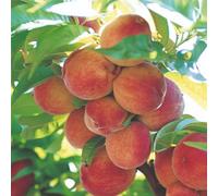 Thompson & Morgan Peach Peregrine (Prunus Peregrine) 2 Year Bare Root Tree - Rhs Agm Award Winner