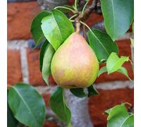 Thompson & Morgan Pear Doyenn Du Comice Dessert Fruit Tree - Sweet Juicy Flavour Autumn Harvest Rhs Favourite 2 Litre Pot X 2