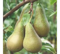 Thompson & Morgan Pear (Pyrus) Conference 12 Litre Potted Plant X 2