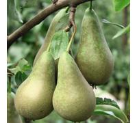 Thompson & Morgan Pear (Pyrus) Conference (Quince A) 12L Pot X 1