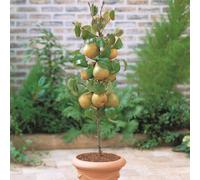 Thompson & Morgan Pear (Pyrus) Mini Conference 9cm Pot x 1
