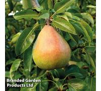 Thompson & Morgan Pear (Pyrus) Mini Doyenne Du Comice 9Cm Pot X 1