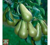 Thompson & Morgan Pear (Pyrus) Mini Tree Conference 9Cm Pot X 1