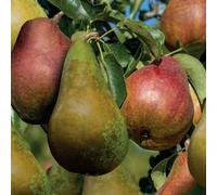Thompson & Morgan Pear Tree Duo 2 Dessert Varieties Grafted For Extended Harvest/pollination. Ideal For Small Gardens. 2X 5L Pots.