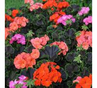 Thompson & Morgan Pelargonium Black Velvet Mix F1 Seeds - Dramatic Dark Foliage Red Rose & Salmon Flowers