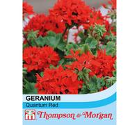 Thompson & Morgan Pelargonium Quantum Red 1 Seed Packet (5 Seeds)