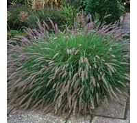 Thompson & Morgan Pennisetum Alopecuroides 1.5 Litre Potted Plant X 1
