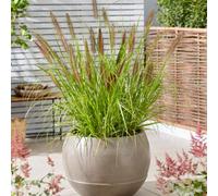 Thompson & Morgan Pennisetum Black Beauty 12Cm Potted Plant X 3