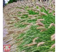 Thompson & Morgan Pennisetum (Grass) Alopecuroides Hameln 12Cm Potted Plant X 1