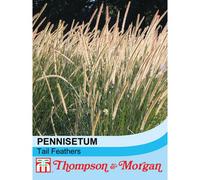 Thompson & Morgan Pennisetum Macrourum Tail Feathers 1 Seed Packet (20 Seeds)