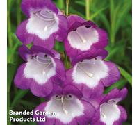 Thompson & Morgan Penstemon Czar 1 Litre Potted Plant X 1