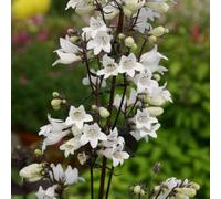 Thompson & Morgan Penstemon Huskers Red 1 Seed Packet (35 Seeds)