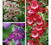 Thompson & Morgan Penstemon Ice Cream 9 Jumbo Plug Plants + 10 Flower Seeds