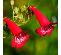 Thompson & Morgan Penstemon King George V 9Cm Potted Plant X 1
