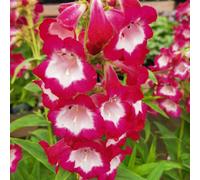Thompson & Morgan Penstemon Pensham Amelia Jayne 1 Litre Potted Plant X 2
