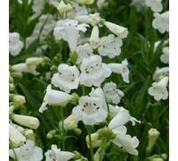 Thompson & Morgan Penstemon White Bedder 1 Litre Potted Plant X 1