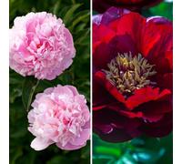Thompson & Morgan Peony Bare Root Collection 2 Bare Root Plants