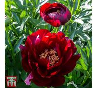 Thompson & Morgan Peony 'buckeye Belle' - 4 Bare Root Plants
