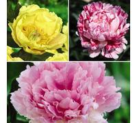 Thompson & Morgan Peony Collection 3 Bare Roots - Summer Flowering