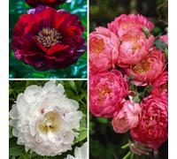Thompson & Morgan Peony Collection Exclusive 3 Bare Roots