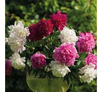 Thompson & Morgan Peony Collection Three Bare Roots