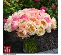 Thompson & Morgan Peony Coral Sunset 3 Bare Root Plants