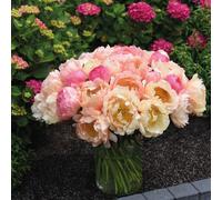 Thompson & Morgan Peony Coral sunset XXL 1 Bare Root Clump