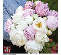 Scented Bouqet Peony Mix 6 Bare Roots Inc: 2x Duchesse de Nemours, 2x Sarah bernhardt and 2x Miss america by Thompson and Morgan