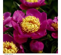 Thompson & Morgan Peony Doreen 1 Bare Root Plant
