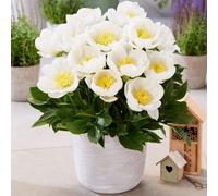 Thompson & Morgan Peony Dublin Stunning Perennial 3 Bare Roots