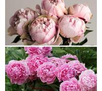 Thompson & Morgan Peony Duo Collection 2 Bare Roots