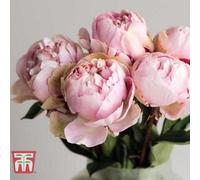 Thompson & Morgan Peony 'edens Perfume' - 1 Bare Root Plant