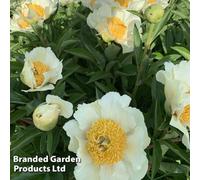 Thompson & Morgan Peony Jan Van Leeuwen 1 Bare Root Plant